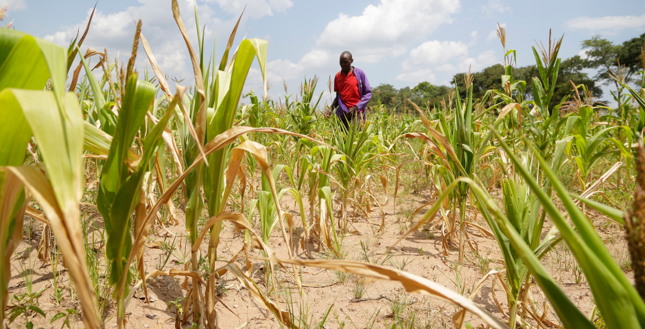 В Зимбабве объявлена национальная катастрофа из-за засухи