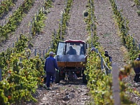 Площадь виноградников в РФ в 2024 г. вырастет не меньше, чем в прошлом году