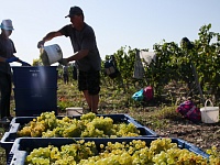 Производство вина в РФ в I квартале выросло на 25,8%
